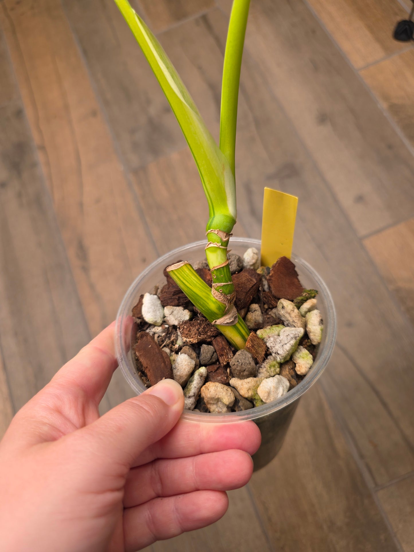 Monstera Aurea SF
