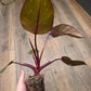 Philodendron Orange Princess