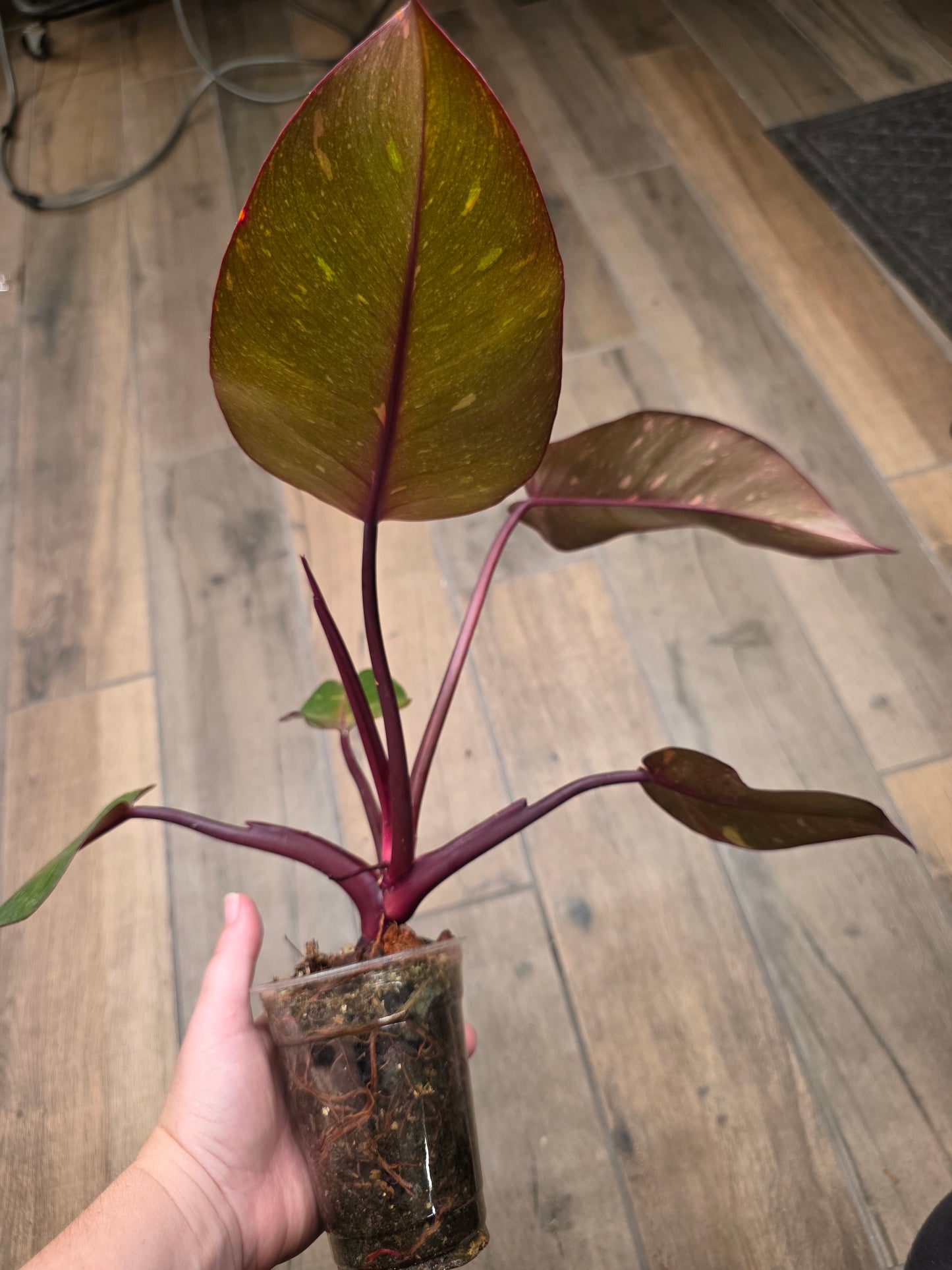 Philodendron Orange Princess