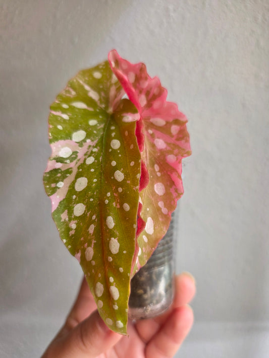Begonia Maculata Pink Variegated