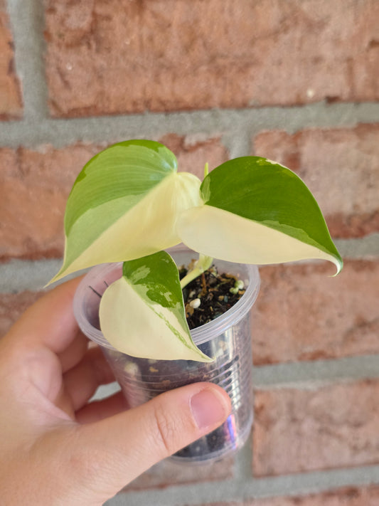 Philodendron Hederaceum Albo Variegata