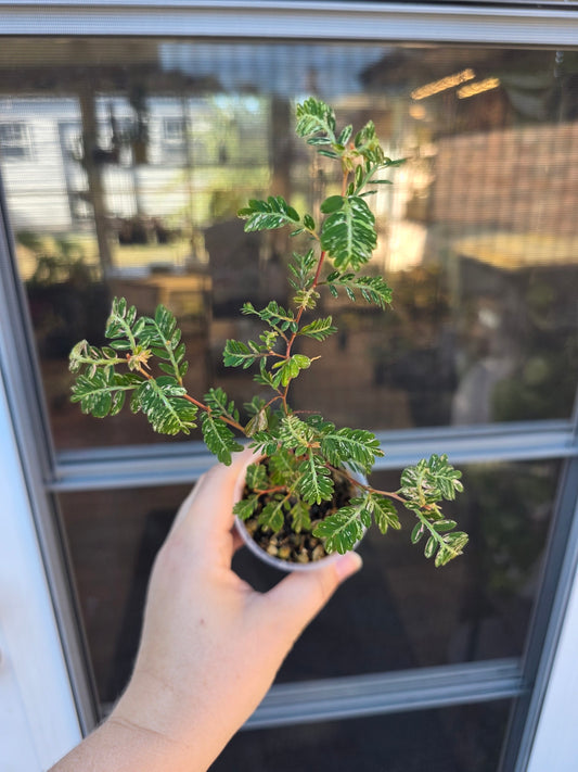 Phyllanthus Urinaria Variegated