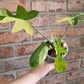 Philodendron Squamiferum Variegated