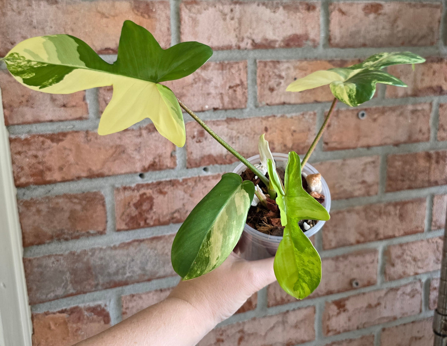 Philodendron Squamiferum Variegated