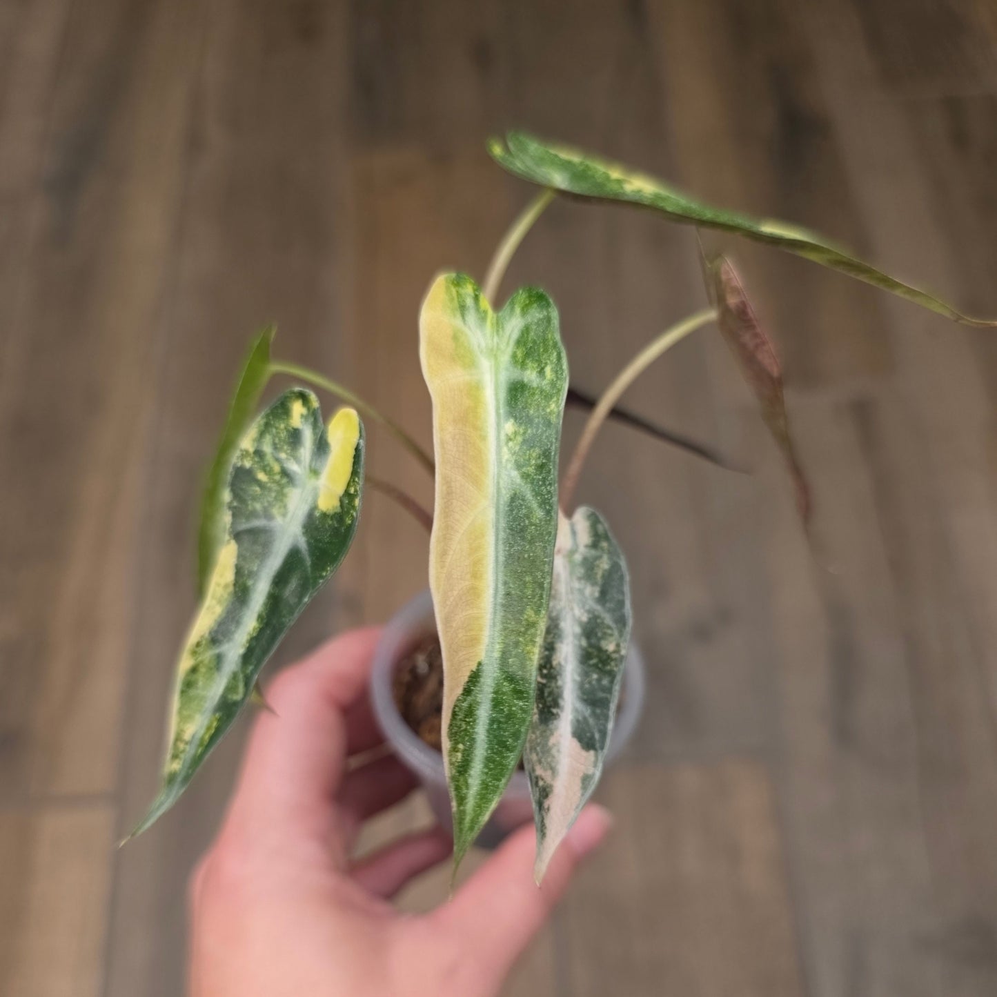 Alocasia Bambino Aurea Variegata