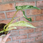 Philodendron Emerald Ice