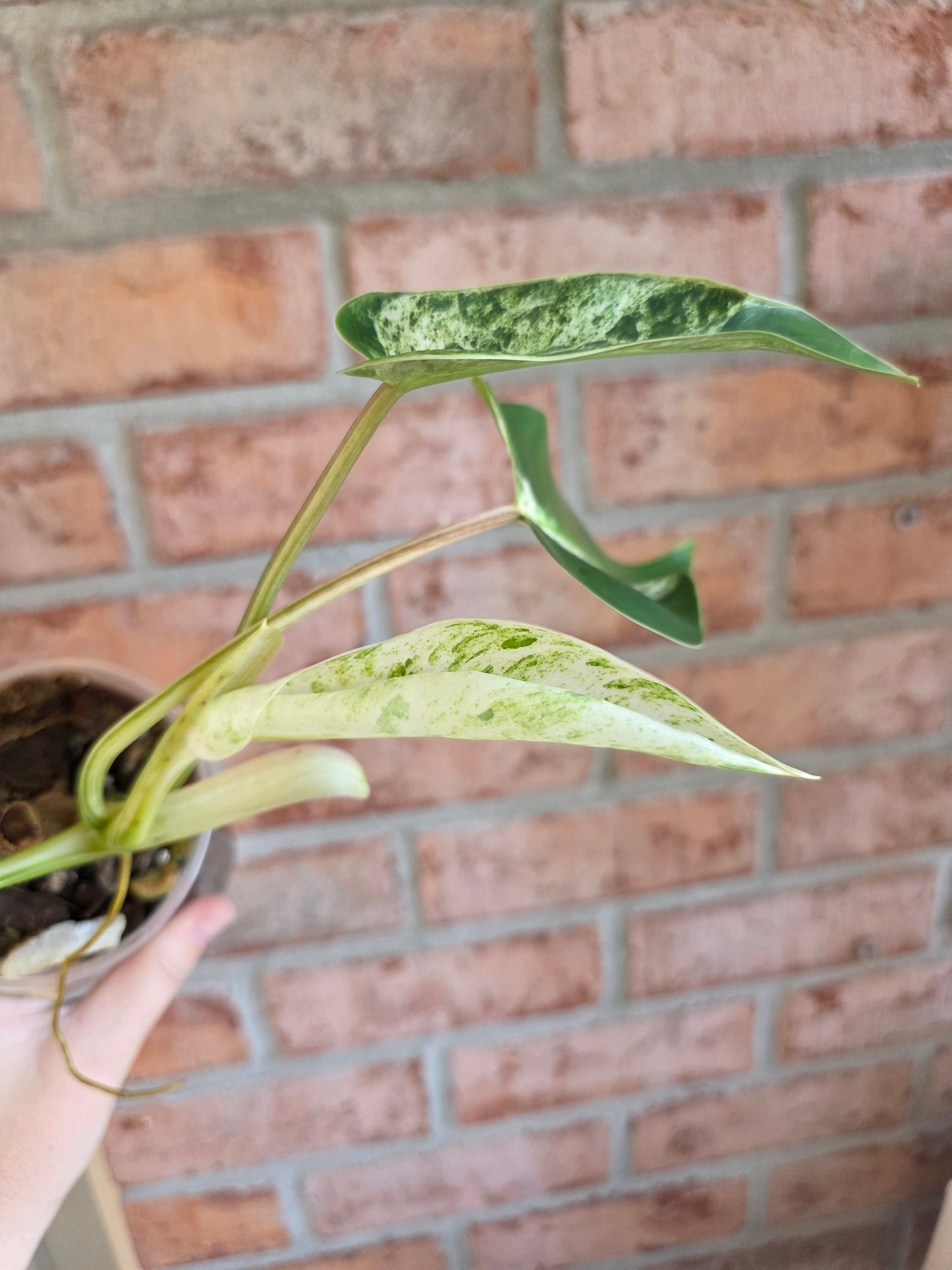 Philodendron Emerald Ice