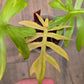Philodendron Squamiferum X Mayoii Mint