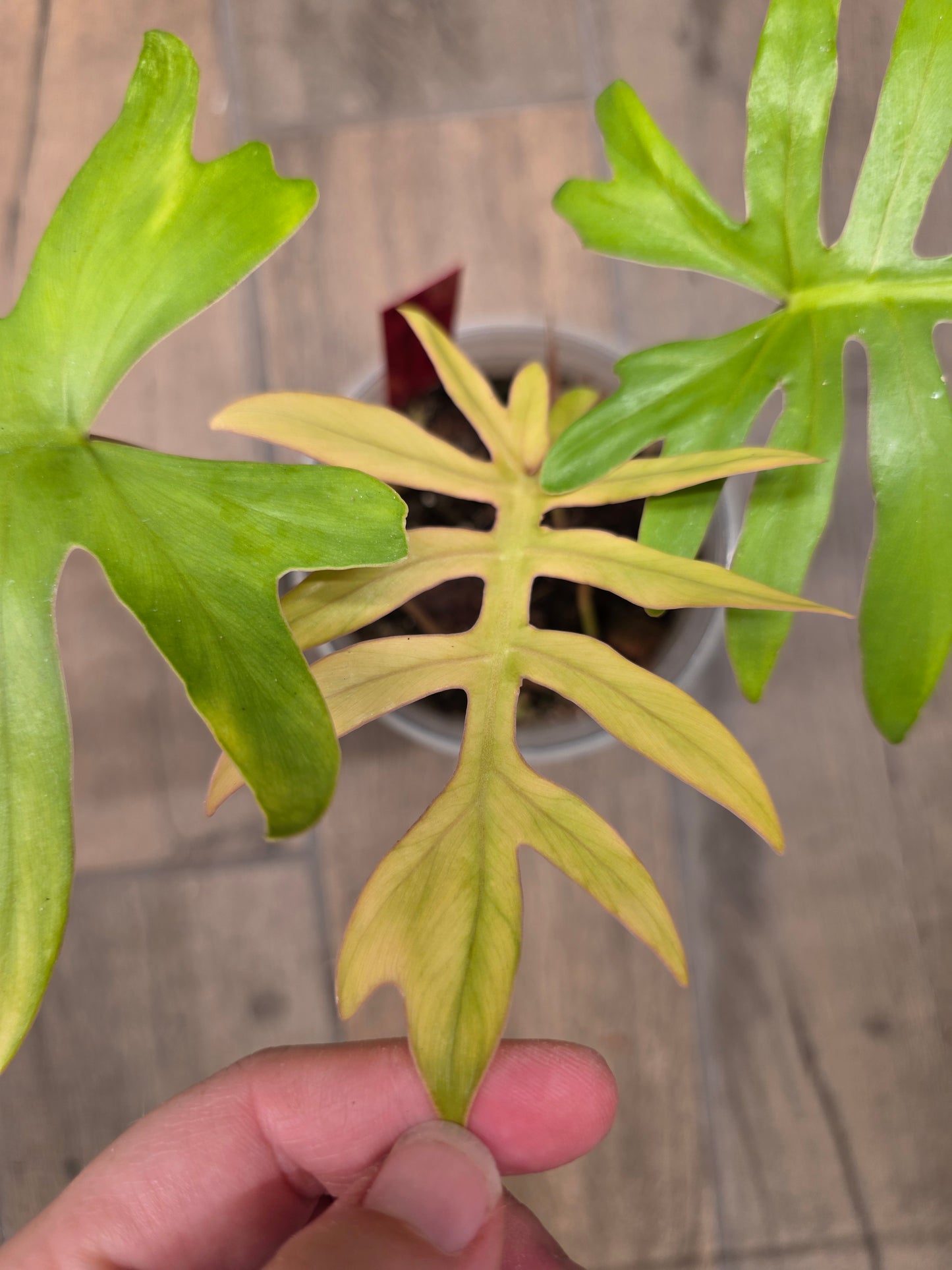 Philodendron Squamiferum X Mayoii Mint