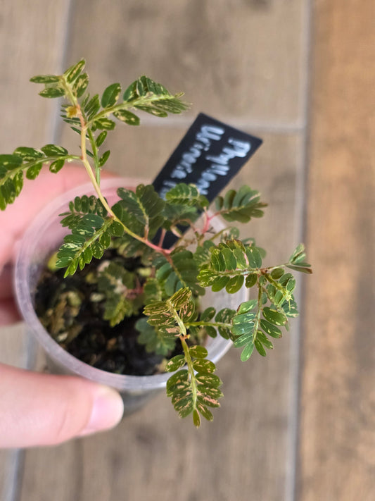 Phyllanthus Urinaria Pink Variegated