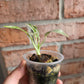 Philodendron Emerald Ice