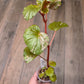 Begonia Cucullata Pink Variegated