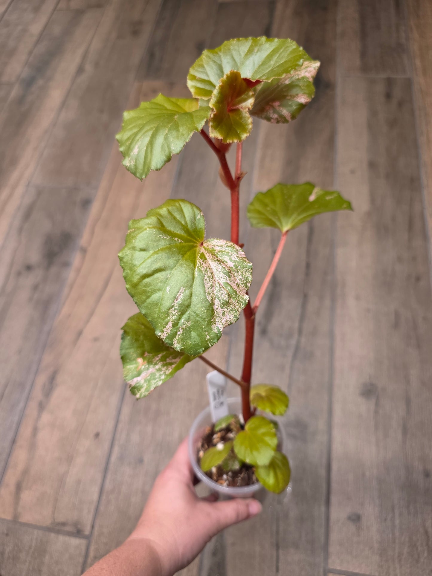 Begonia Cucullata Pink Variegated