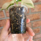 Philodendron Hederaceum Albo Variegata