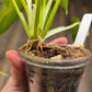 Philodendron Golden Dragon Albo Variegated 2in1