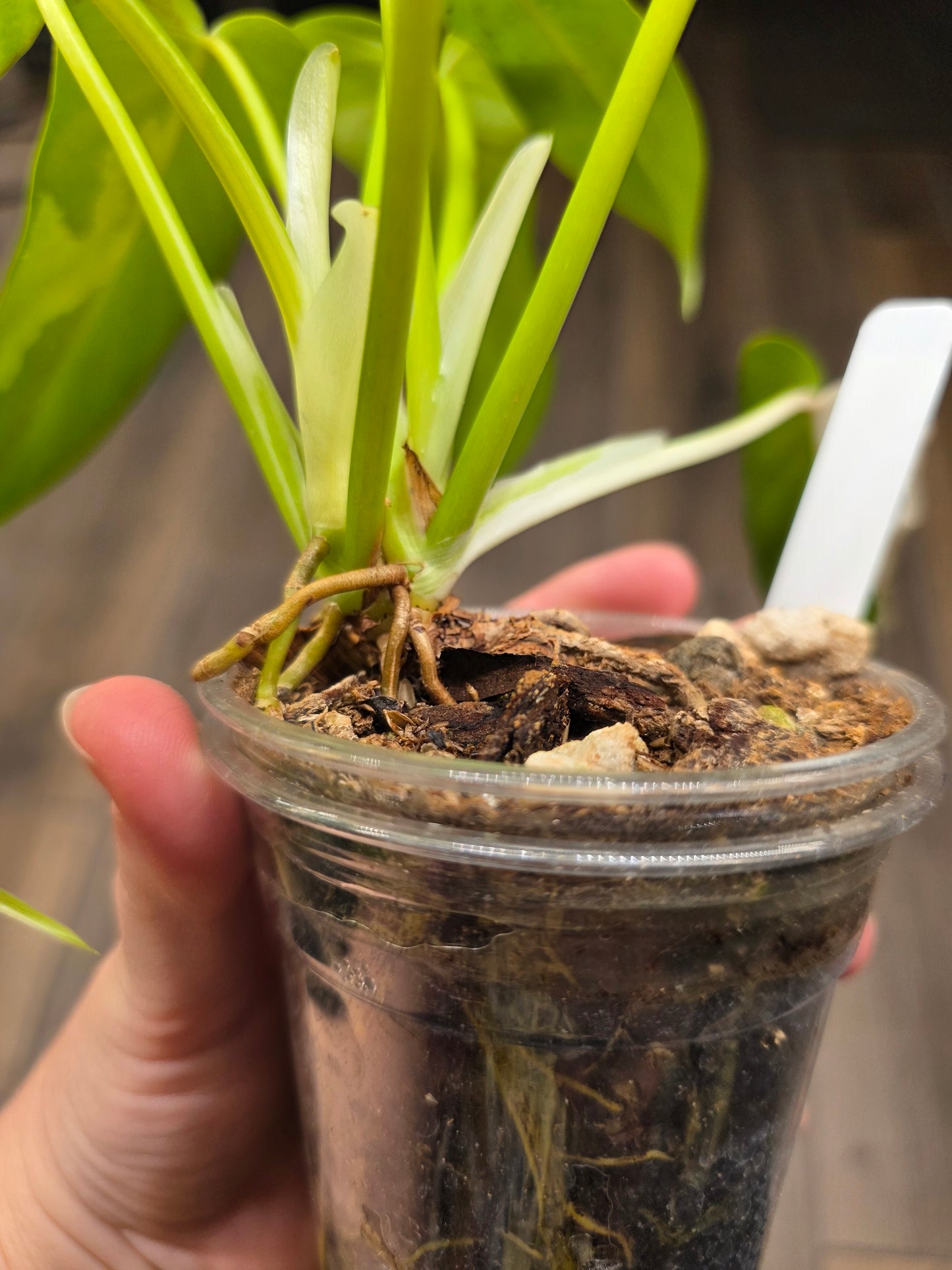 Philodendron Golden Dragon Albo Variegated 2in1