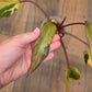 🦄  EXCLUSIVE- Philodendron Phantom Flame 🦄