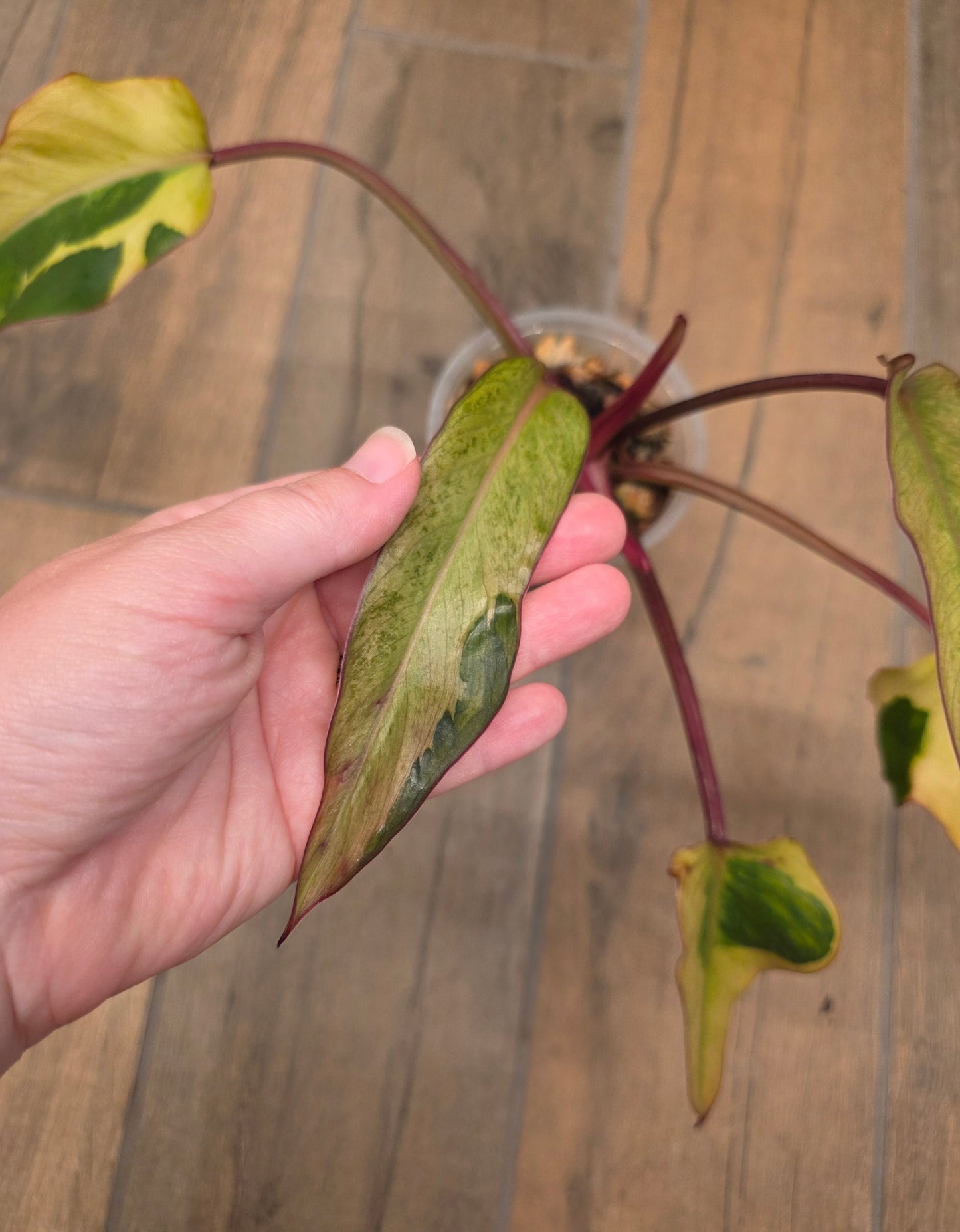 🦄  EXCLUSIVE- Philodendron Phantom Flame 🦄
