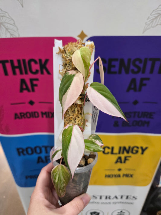 Philodendron Micans Albo/Pink Variegated