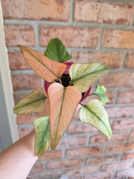 Homalomena Aromatica Pink Diamond