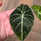 Alocasia Black Velvet Gold