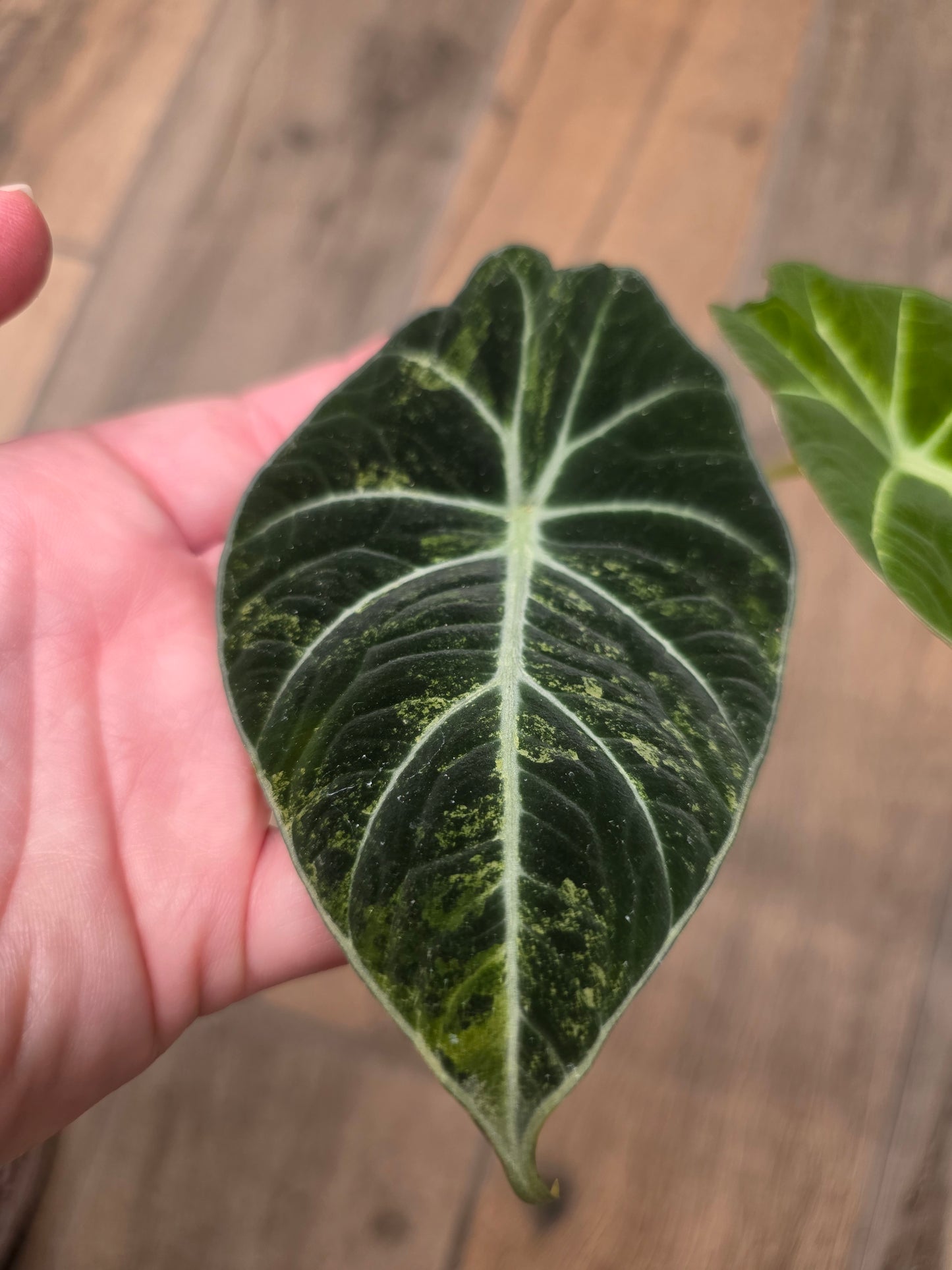 Alocasia Black Velvet Gold
