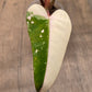 Philodendron Dark Lord Albo/Pink