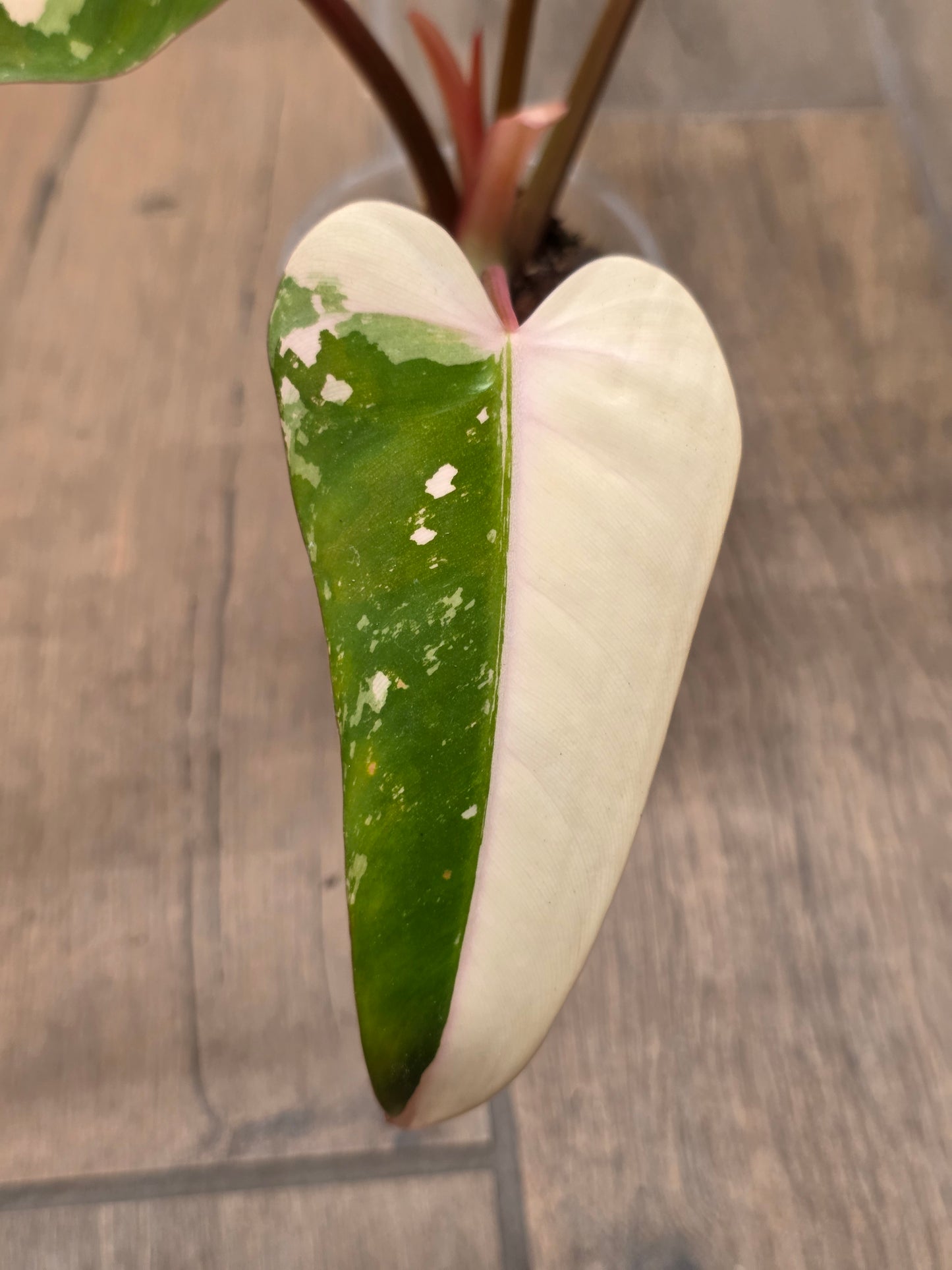 Philodendron Dark Lord Albo/Pink