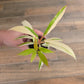 Philodendron Caramel Marble