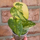 Scindapsus Argryaeus Sentarum