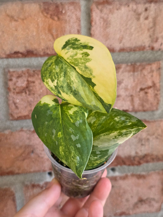Scindapsus Argryaeus Sentarum