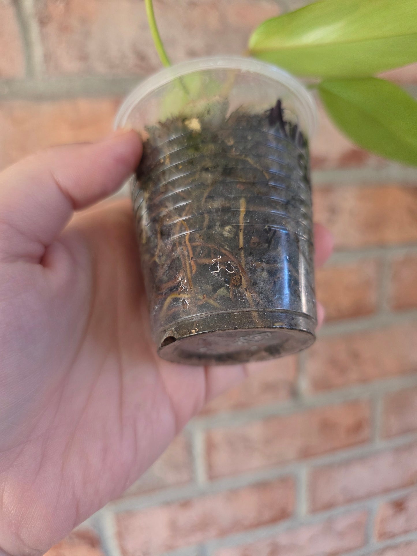 Philodendron Emerald Queen "Avocado Shake"