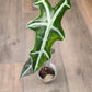 Alocasia Nobilis Aurea