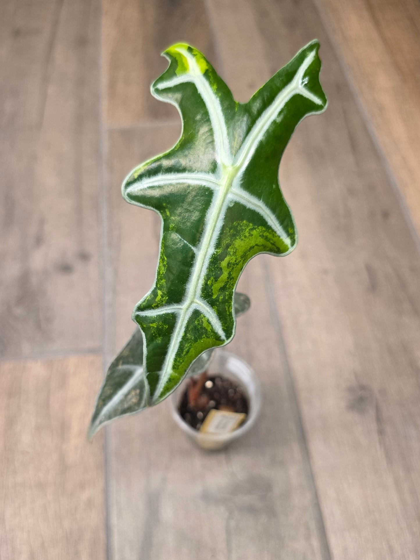 Alocasia Nobilis Aurea
