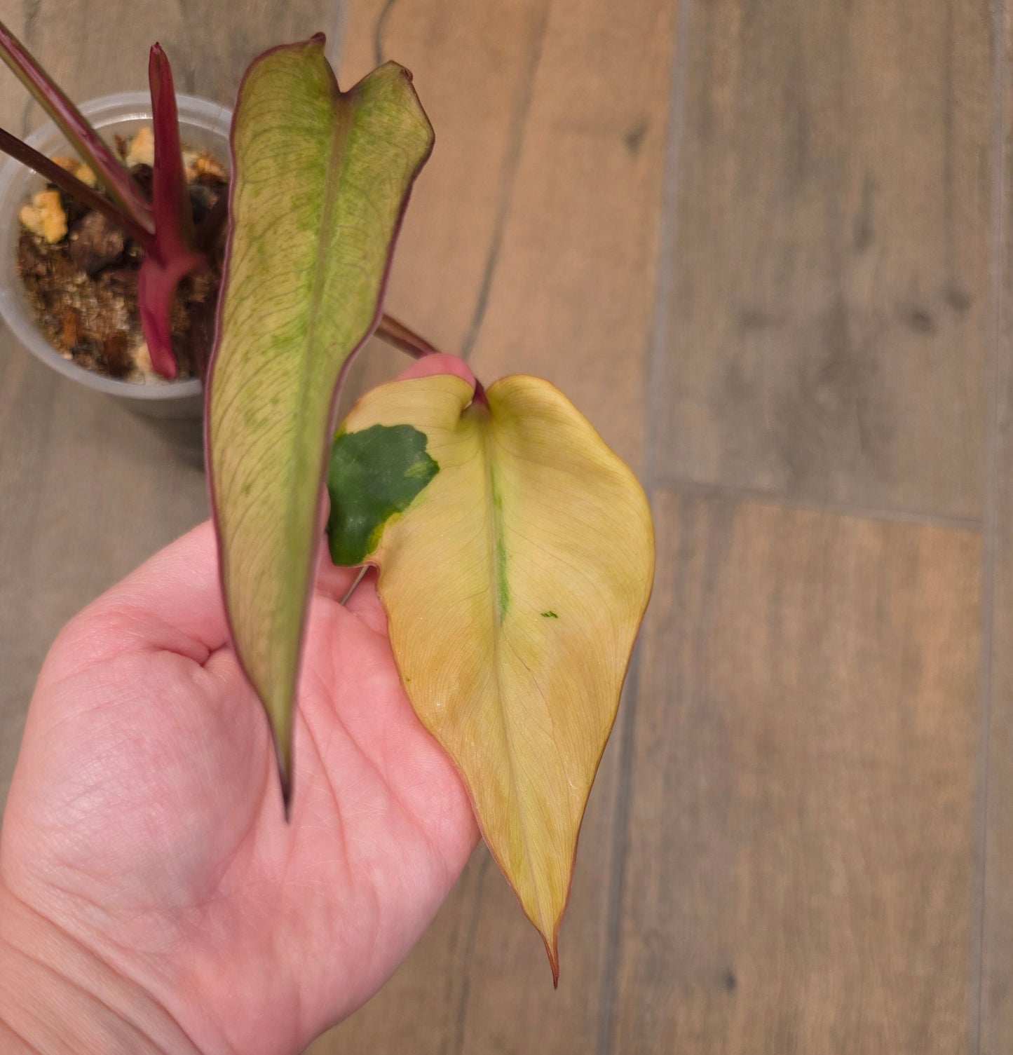 🦄  EXCLUSIVE- Philodendron Phantom Flame 🦄