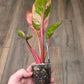 Philodendron Red Congo Marble