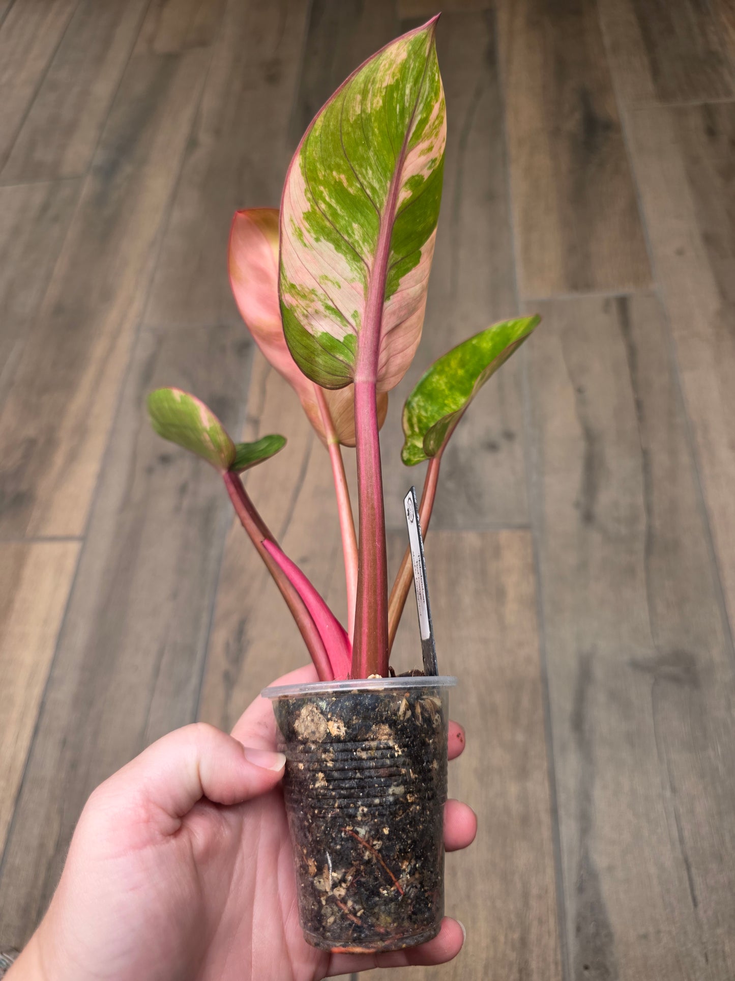 Philodendron Red Congo Marble