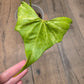 Anthurium Pterodactyl Variegated