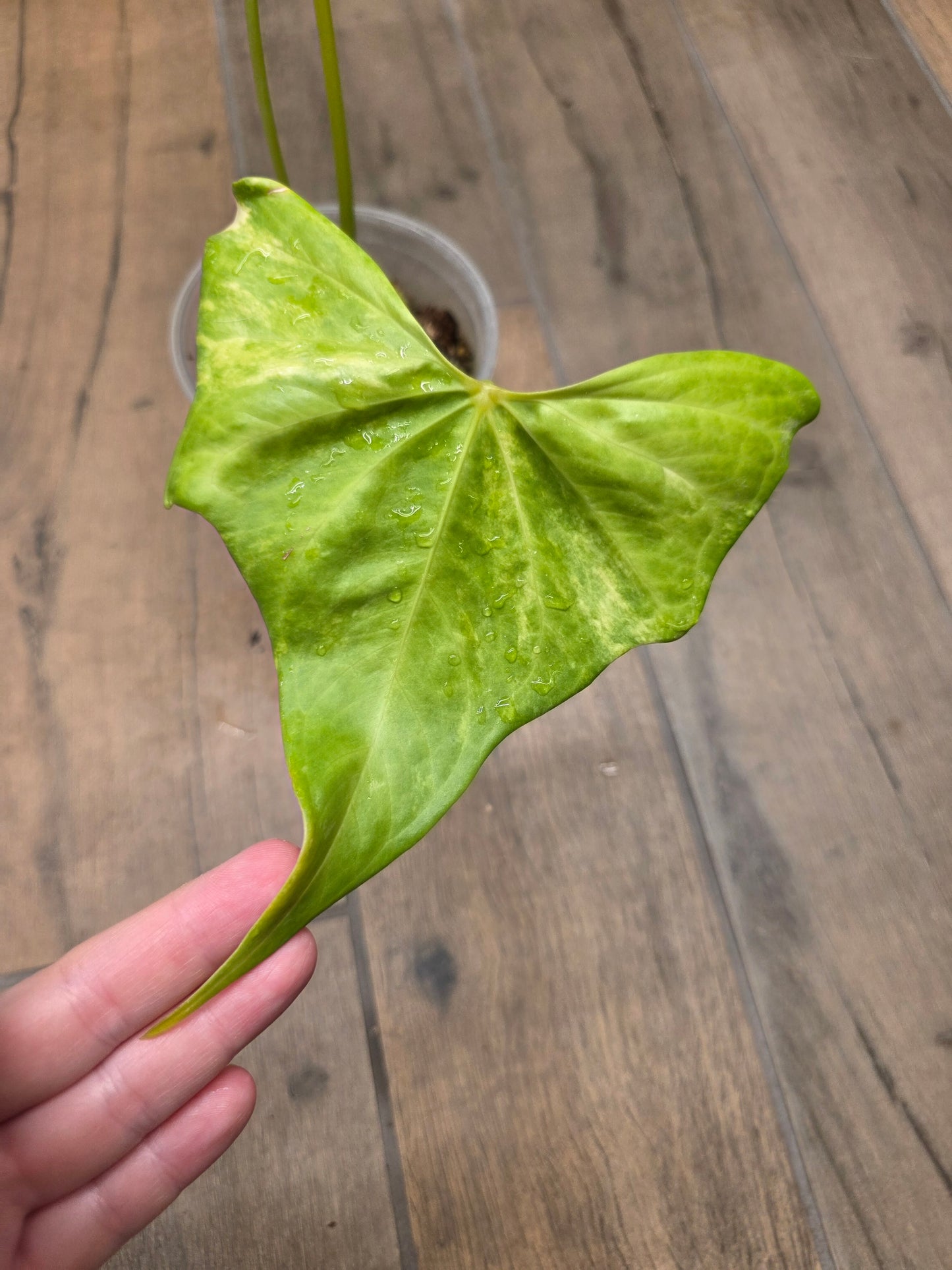 Anthurium Pterodactyl Variegated