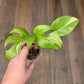 Rhaphidophora Tetrasperma Albo Variegated