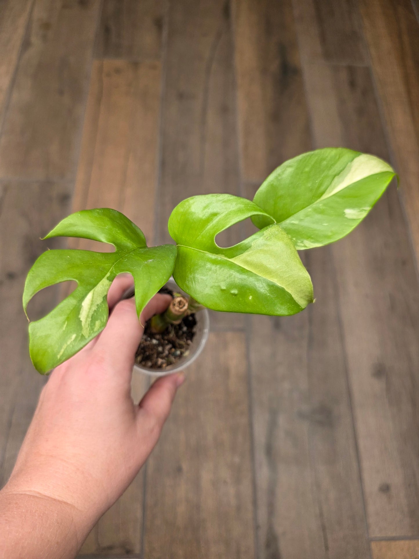 Rhaphidophora Tetrasperma Albo Variegated