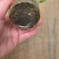 Philodendron Silver Sword Variegated
