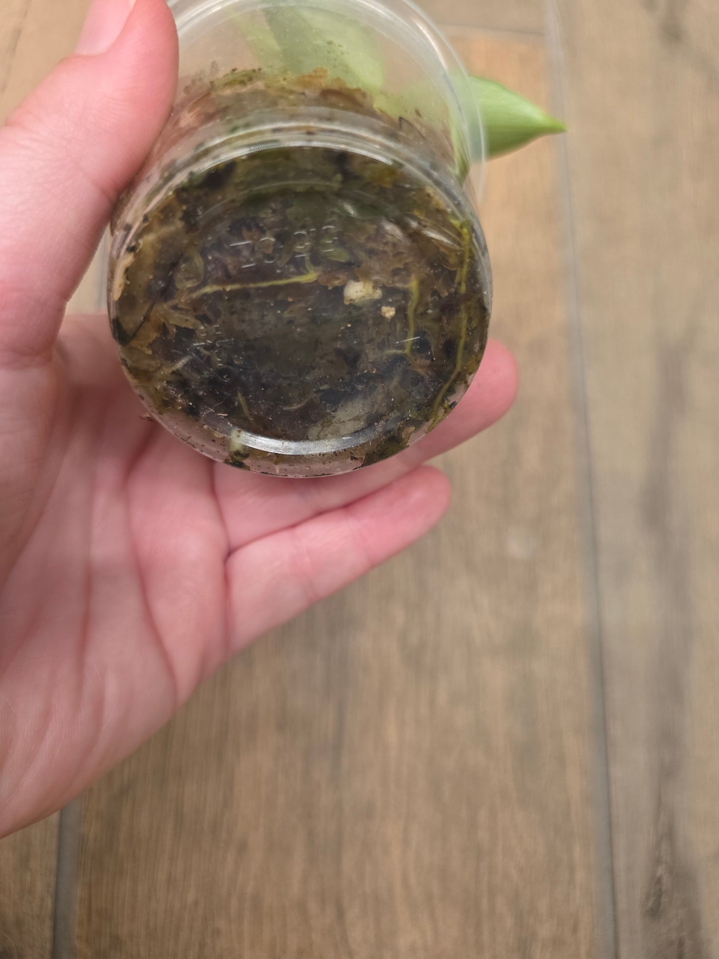 Philodendron Silver Sword Variegated