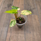 Homalomena Rubescens Aurea