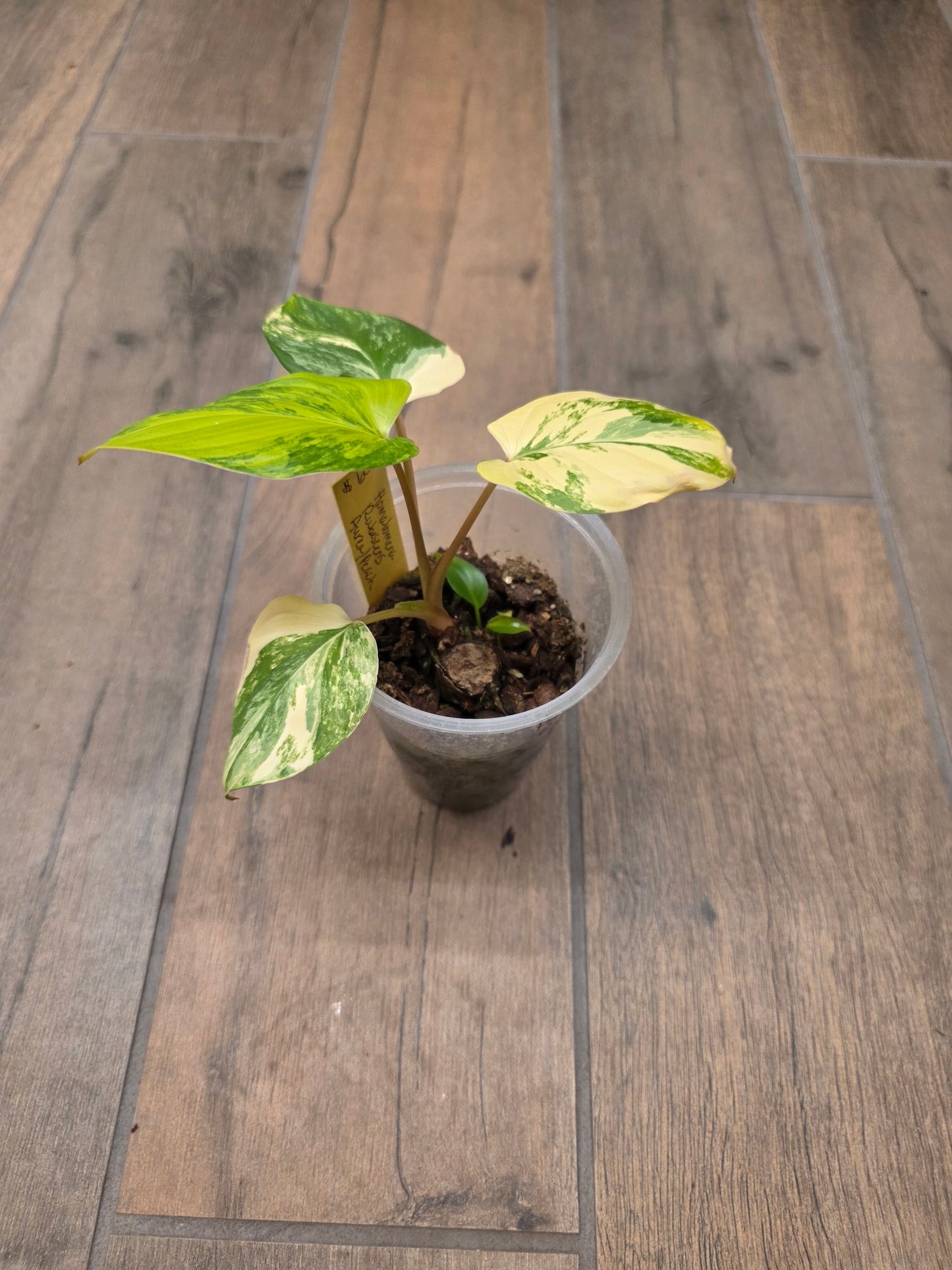 Homalomena Rubescens Aurea