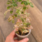 Phyllanthus Urinaria Pink Variegated
