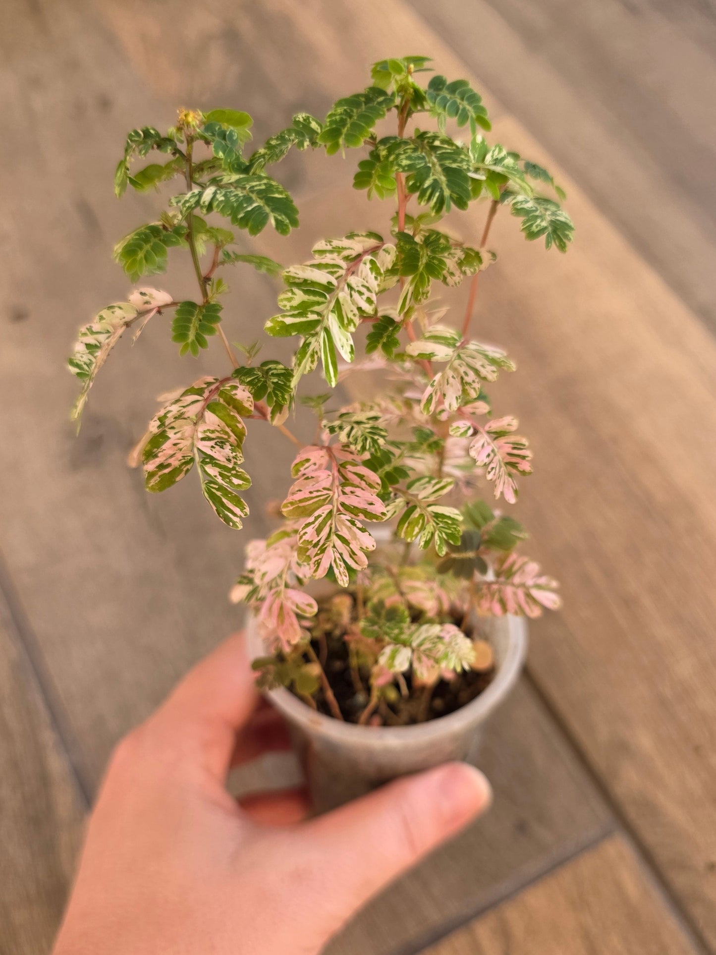 Phyllanthus Urinaria Pink Variegated