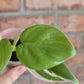 Philodendron Hederaceum Albo