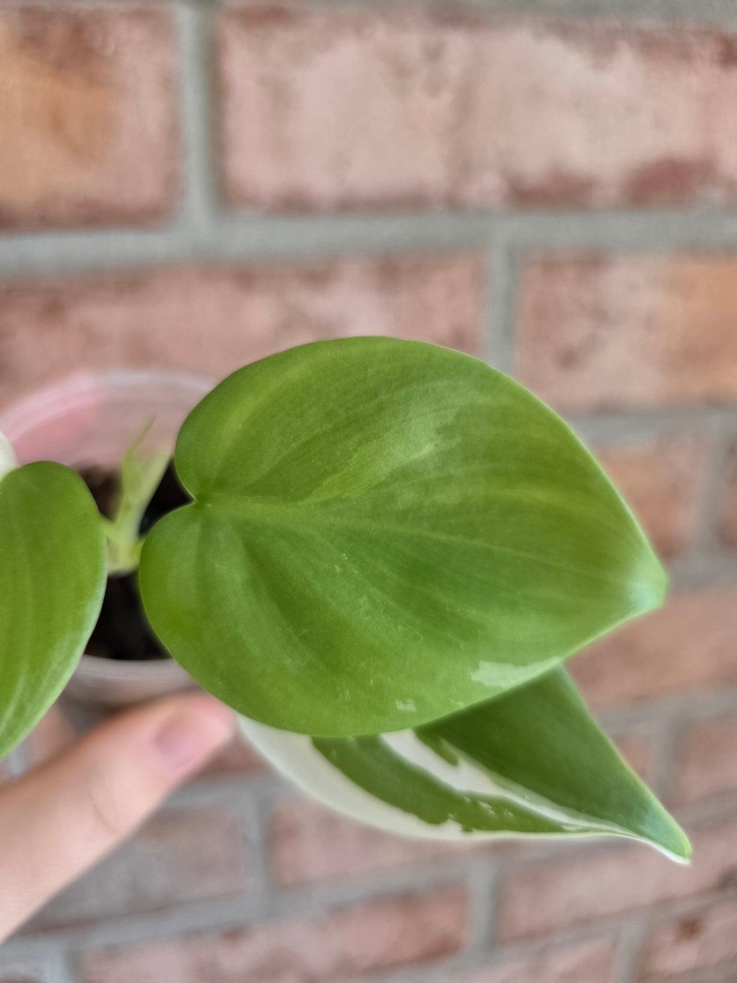 Philodendron Hederaceum Albo