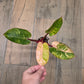 Philodendron Red Congo Marble